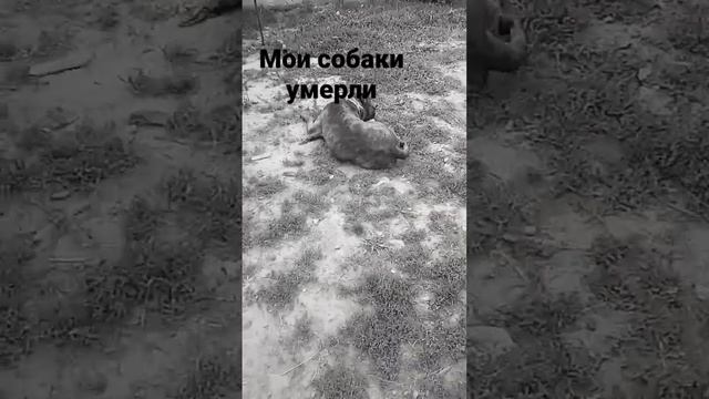 очень грустная новость мои собаки умерли. смотреть онлайн