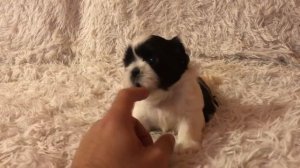 Щенок Шит-цу