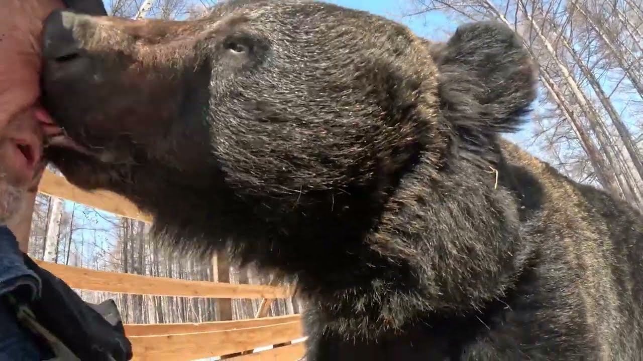 С медвежатами из берлоги на солнышко. смотреть онлайн