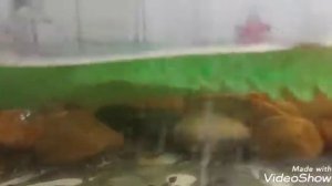 карпы кои.аквариум.смена воды в аквариуме.