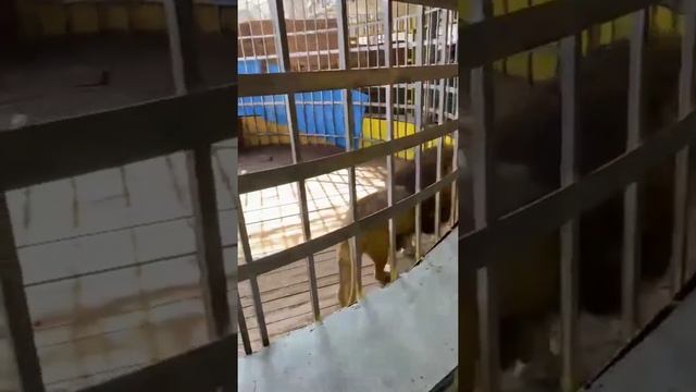 Лев Тигран вчера-сегодня.. #животные #львы #анапа смотреть онлайн