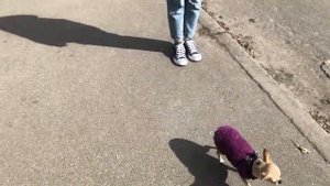 Малюсенькая собачка чихуахуа всего боялась на прогулке