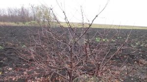 ВИШНЯ. ПРОСТОЙ УХОД - БЕЗ РАДИКАЛЬНОЙ ОБРЕЗКИ. Низкорослая вишня без обрезки.