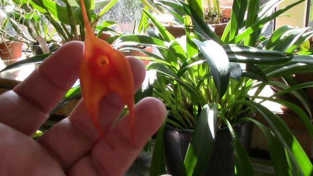 Orchid Watering Day Discoveries смотреть онлайн