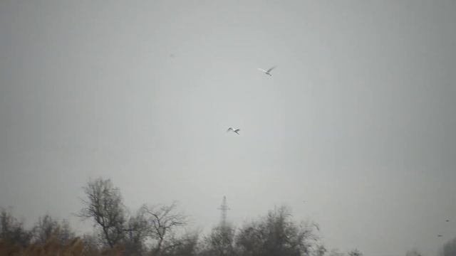 Белая цапля / Great egret / смотреть онлайн