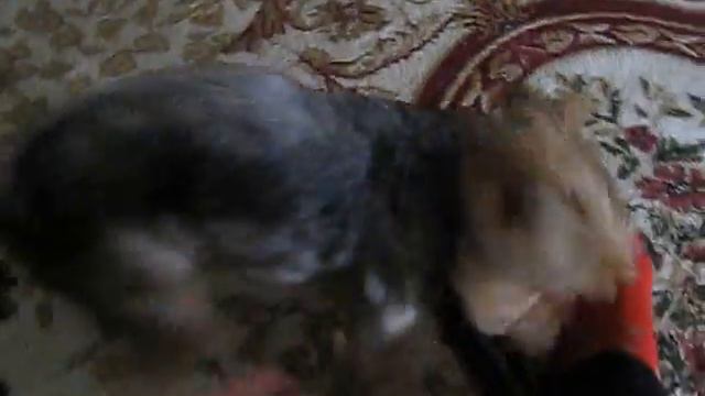 йоркширский терьер понимает всё смотреть онлайн