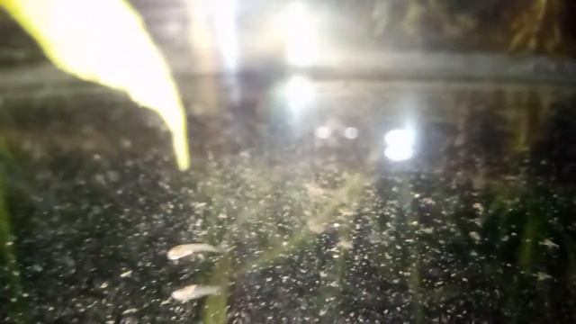 Роды меченосца смотреть онлайн