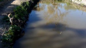 Пруд в конце огорода.