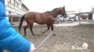 Онлайн конная #школаЭклектика - лонжа для работы на корде