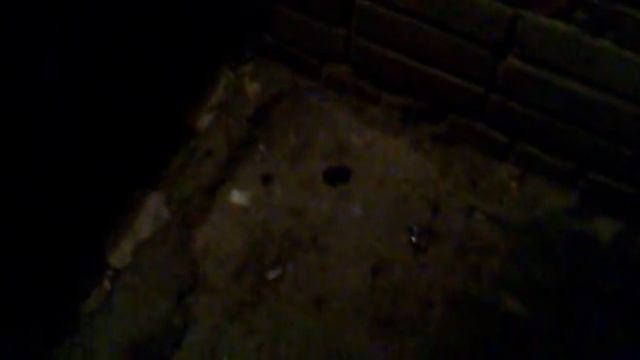 лягушки-стенолазы смотреть онлайн