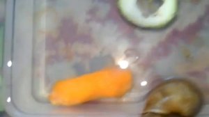 ВОДЯНАЯ УЛИТКА!!! ЧТО ДЕЛАТЬ? КАК УХАЖИВАТЬ?