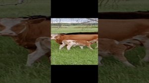 Корова ест другую корову