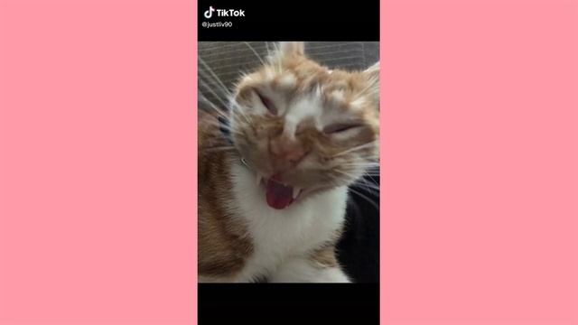 Cat Kitty Cat Cat Kitty Cat Cat BEST TikTok Compilation смотреть онлайн