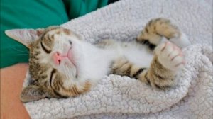 Почему мурлыкают кошки?