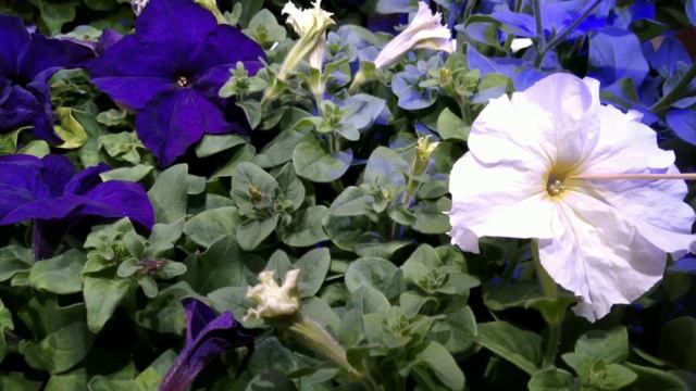 Опыление петунии. смотреть онлайн