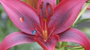 Лилия азиатская Блэк Лист (lilium asiatic) ? Блэк Лист обзор: как сажать, луковицы лилии Блэк Лист