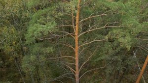 Сбор грибов в Караканском боре