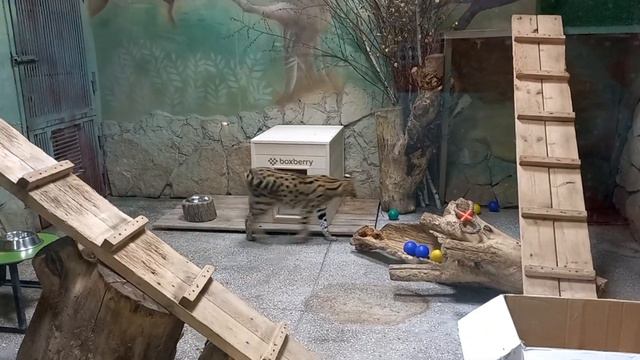 Зоопарк Екатеринбурге в сентябре. смотреть онлайн