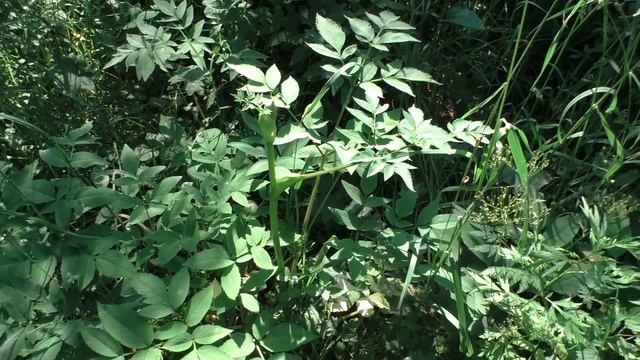 Дудник лесной от листьев цветов до семян