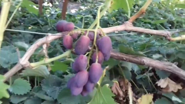 Виноград Королева Марго (Дунав 2). Сезон 2017 смотреть онлайн