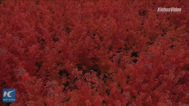 Amazing maple forest in Fushun, China смотреть онлайн