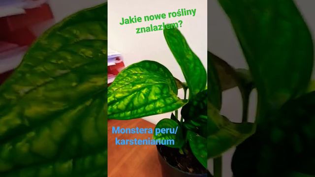 Nowe rośliny kolekcjonerskie. Monstera karstenianum wariegata, trzykrotki i gasteria. Plant tour🌵🌵🌵