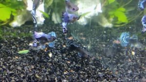 Гуппи Дамбо Голубая Мозаика/Голубой Орел #гуппиДамбо #ГуппиСлоновьиУши #ГуппиГолубойОрел #GuppyDumb