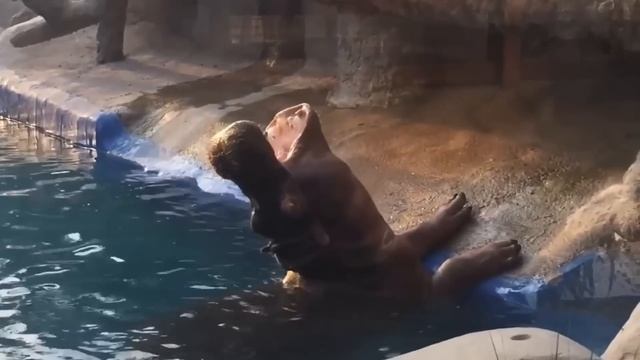 Смешные и Страшные Встречи С Животными смотреть онлайн