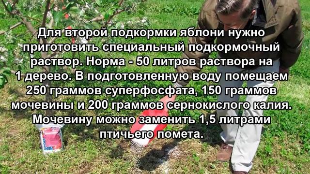 Чем подкормить яблоню. Удобрения для яблонь. смотреть онлайн