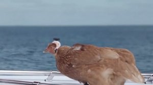 стабилизация видео курицей