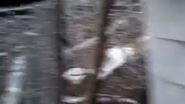 Всемирный день птиц. Видео про птиц. Крым