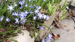 Growing Chionodoxa forbesii / Scilla forbesii / Glory-of-the-snow