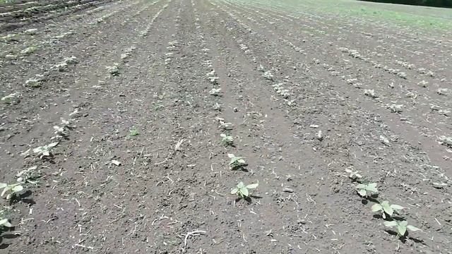 Первая культивация подсолнечника. Внимание вредитель.