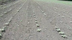 Первая культивация подсолнечника. Внимание вредитель.