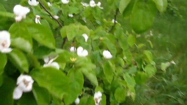 Чудесное воскрешение и цветение южной айвы в северной Белоруссии после 5 летней затянутой болезни. смотреть онлайн