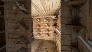Уральские голуби Екатеринбург