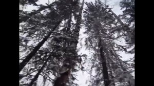 Применение механического клина для валки леса