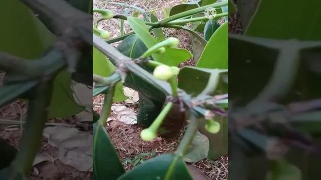 Garcinia cambogia flower bud || Kudampuli flower bud || in our garden