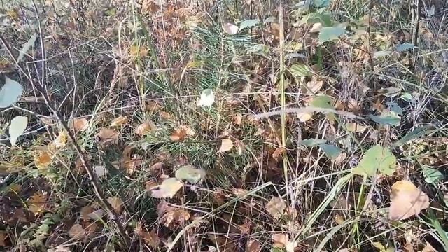 Посадка сосны. Сажаем сосны. Как посадить сосну. Как пересаживать сосны смотреть онлайн