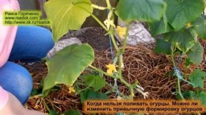Когда нельзя поливать огурцы. Можно ли изменить привычную формировку огурцов