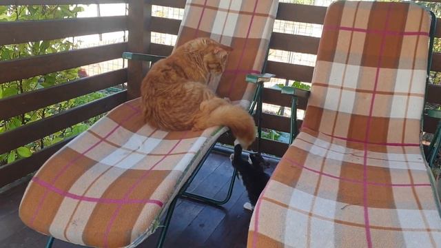 Котенок очень быстро освоился у нас. смотреть онлайн