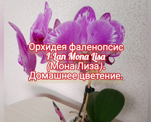 Орхидея фаленопсис Mona lisa (Мона Лиза). Домашнее цветение.