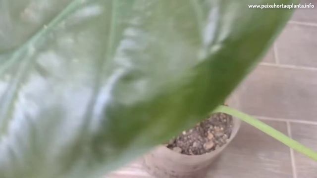 Alocasia: Como Cuidar Desta Planta смотреть онлайн