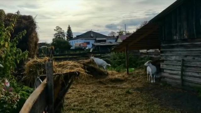 Заготовка кормов на зиму. Цены на зерно, сено, овес. "Мое Подворье"