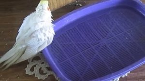 Попугай корелла купается