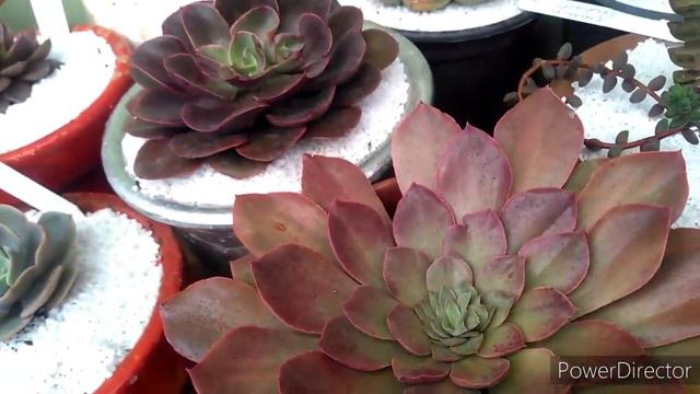 Laui x fimbriata novas aquisicoes смотреть онлайн