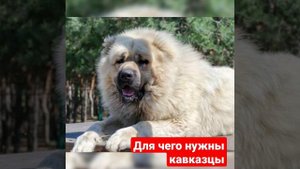 Для чего нужны Кавказские авчарки