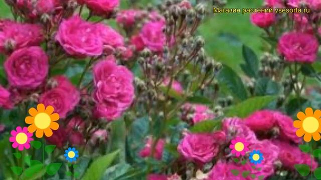 Роза полиантовая Триумф Орлеанаис. Краткий обзор, описание характеристик Triomphe Orleanais смотреть онлайн