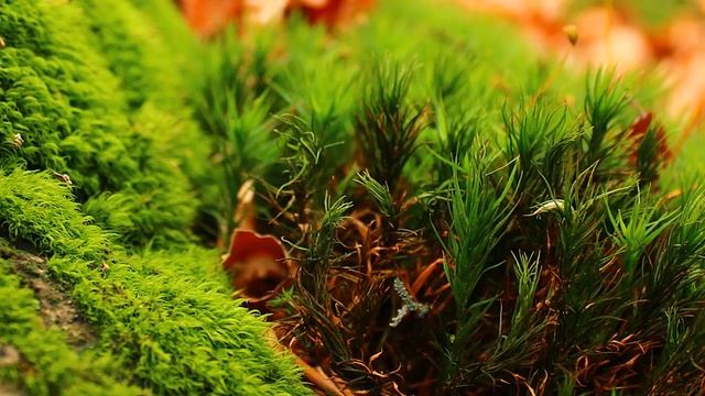 ПРИНЦЕССА, КОТОРАЯ МЕЧТАЛА О КОРОНЕ ИЗ РОСЫ #fairytales #сказки смотреть онлайн