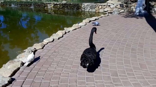 Куда пойти в Мелитополе. Парк им. Горького